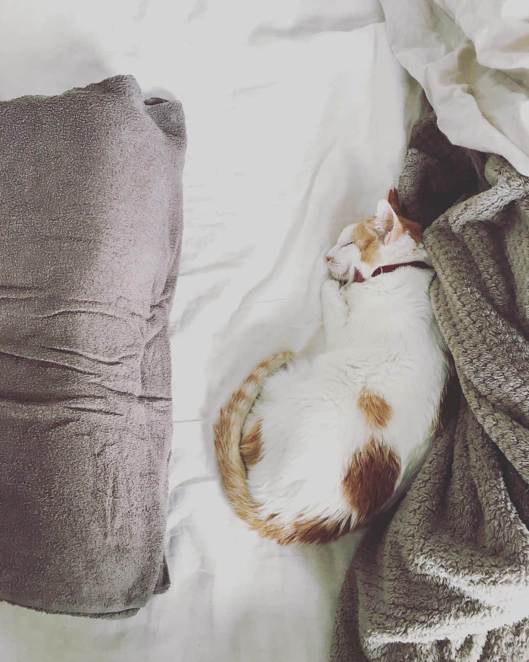 のインスタグラム：「イオちゃんが寝所付きの愛人になってしまった…。昼も夜もべったり一緒に寝てくれる。  あゝ失楽園。  ひとつだけいいのは、たっぷりの睡眠で、脊髄のコンディションが良くなりつつあること。  ラマンの顔した天使…あるいはナイチンゲールなのだろうか？  #猫沢イオ　#魔性っこイオ　#とろねこチャレンジ #神は我にイオを遣わしたもうた　#のか？　#コロナ便乗爆睡療法　#ヘルニア国物語またはフリーダニャーロ」