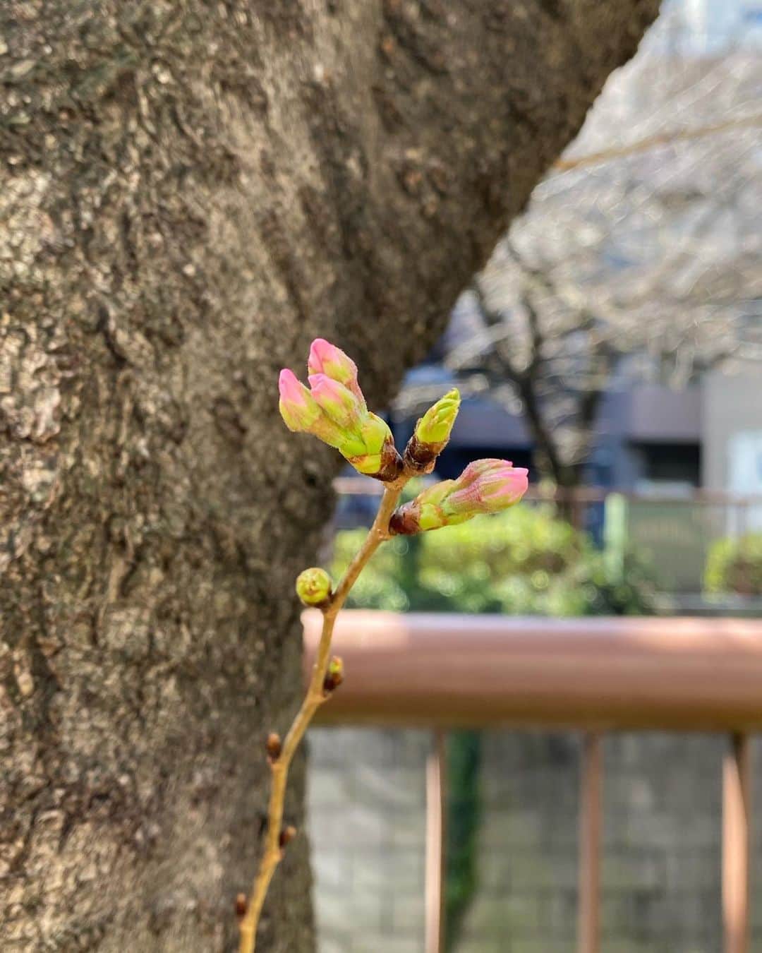 秋山具義さんのインスタグラム写真 - (秋山具義Instagram)「目黒川の桜、けっこう芽吹いてきていて、咲いているのも発見🌸﻿ なんだか気が焦るw﻿ ﻿ #目黒川の桜パトロール2020」3月12日 12時46分 - gugitter