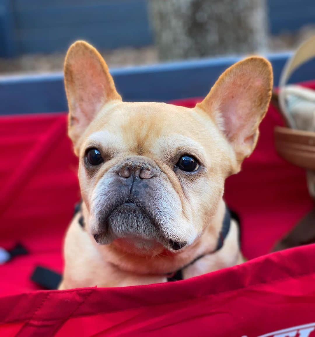 Hamlinさんのインスタグラム写真 - (HamlinInstagram)「Current mood: Chauffeured pork loaf 🍖 .......... #deepthougts #ride」3月12日 13時00分 - hamlin_the_frenchie