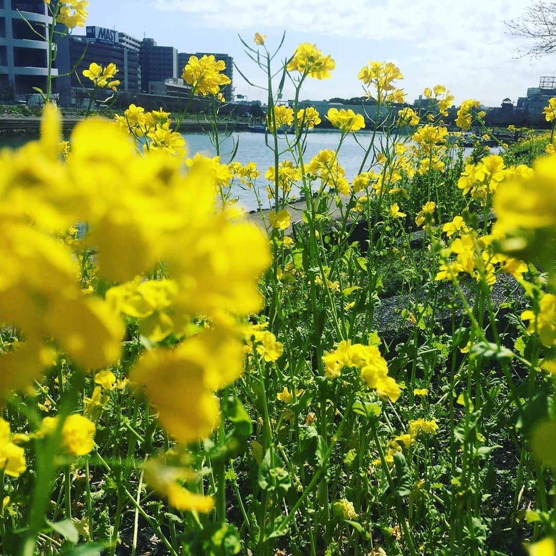 shinagawastyleplusさんのインスタグラム写真 - (shinagawastyleplusInstagram)「みなさんに春をお届け #品川　#菜の花　#yellow」3月12日 13時55分 - sst__am