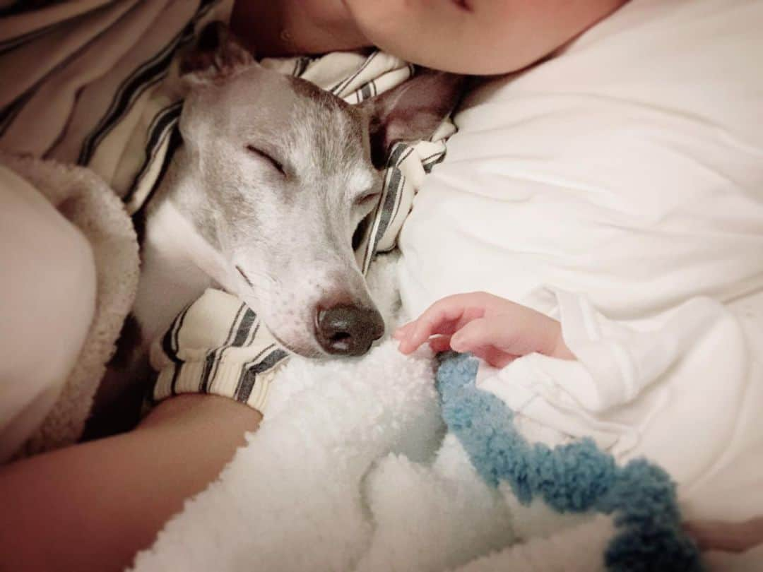 簑島宏美さんのインスタグラム写真 - (簑島宏美Instagram)「* ******** My dear two cuddling👶💓🐶 * オムツ替えしていたら、 ハウルが間に入ってきてゴロン😂❤️ なんとも可愛い光景なので、 少しだけこのままでいようかな☺️💓 * ******** #イタグレ#イタリアングレーハウンド#italiangreyhound#dogstagram#イタグレとの暮らし#iggysofinstagram#iggygram #iggylove#iggylife#犬のいる暮らし#イタグレ服#iggysoftheworld #iggysofinstagram #dogsofig #dogsofinstagram #犬好きな人と繋がりたい#おんせん県おおいた#新生児#新生児ママ#新米ママ」3月12日 14時14分 - hiromiminoshima