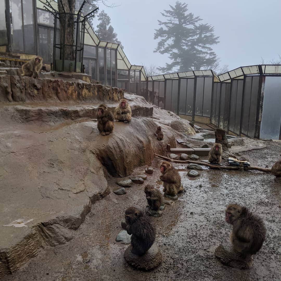 為末大のインスタグラム：「猿」