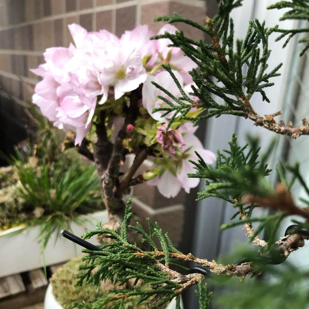 安田邦祐のインスタグラム：「桜咲きましたよー！ 盆栽の新しい仲間も！  #bonsai #cherryblossoms #newfriends」