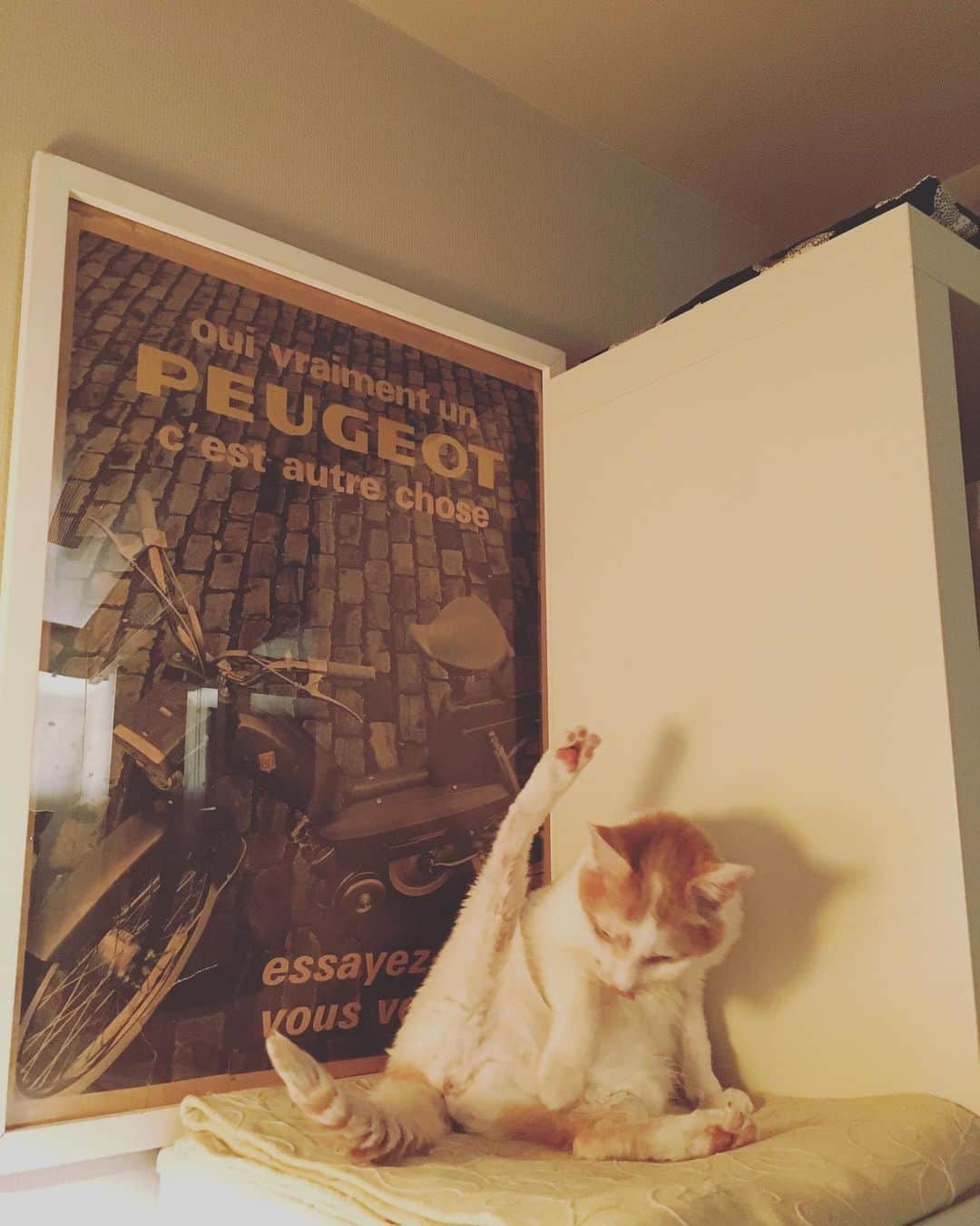 猫沢エミのグルメインスタ