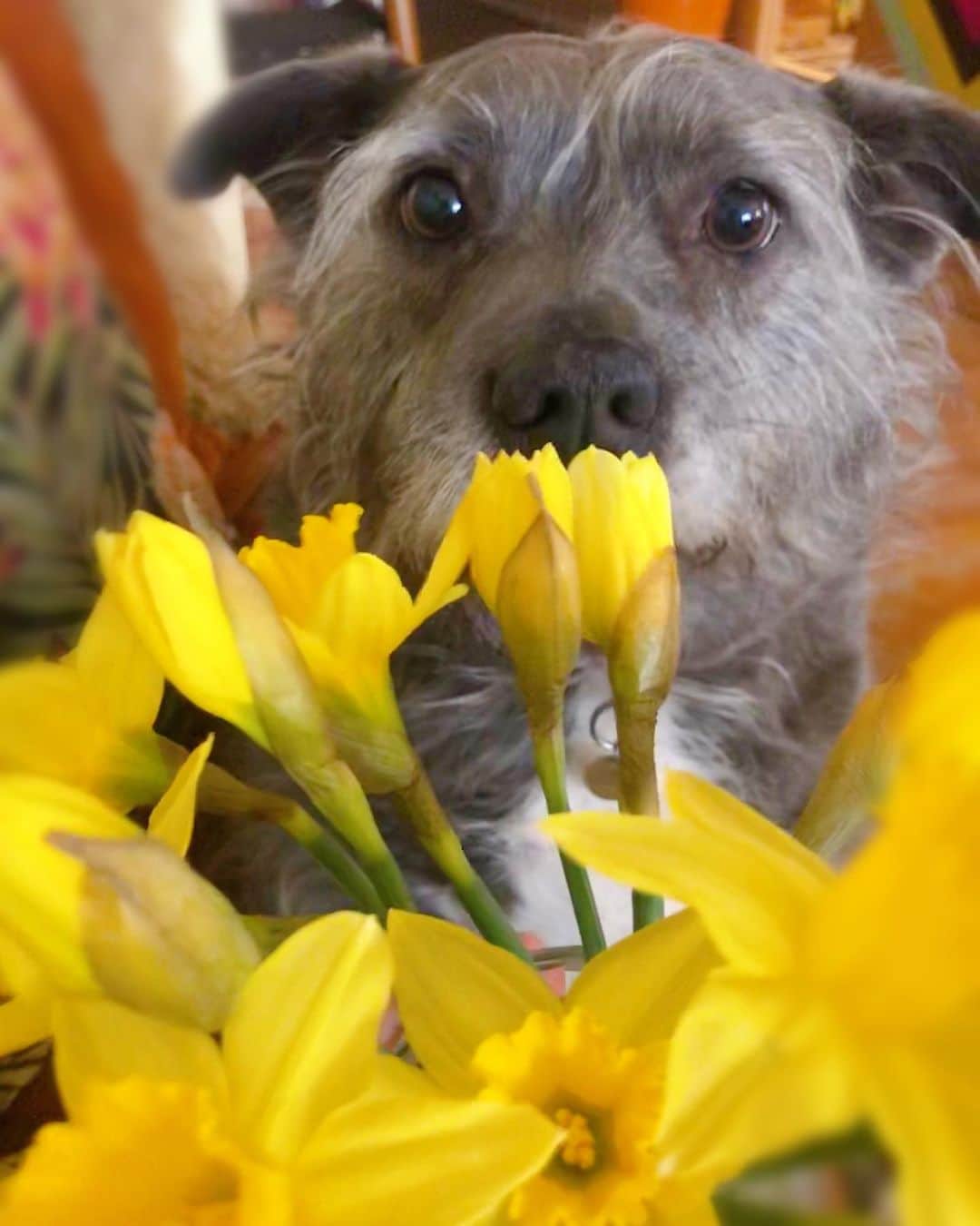 ズザンナ・シャコフスキーのインスタグラム：「They didn’t have bread or toilet paper at #TraderJoes but they had #daffodils. #Springtime at home. @thecindydoggy」