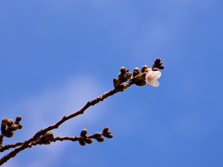 中山美香さんのインスタグラム写真 - (中山美香Instagram)「綺麗だなー☺︎ . . . #花 #flowers #fleurs  #flowerstagram  #red #pink #blue #white」3月12日 16時43分 - mika5nakayama