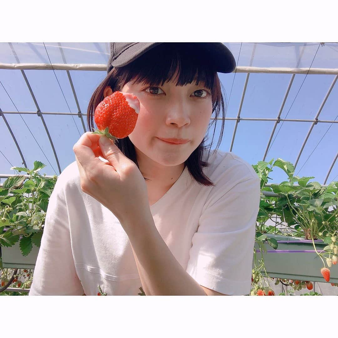 Macoto Tanaka 田中真琴さんのインスタグラム写真 - (Macoto Tanaka 田中真琴Instagram)「. 少し前ですが、いちご狩り🍓 ビニールハウス貸し切り☺️ 4つ子でした✨ 苺のTシャツ持ってたので タートルネックの上に着て行ったら ビニールハウスの中暑すぎて半袖🥳 #いちご狩り #いちご美味しすぎ #練乳大好きすぎ 、」3月12日 18時05分 - mac0tter