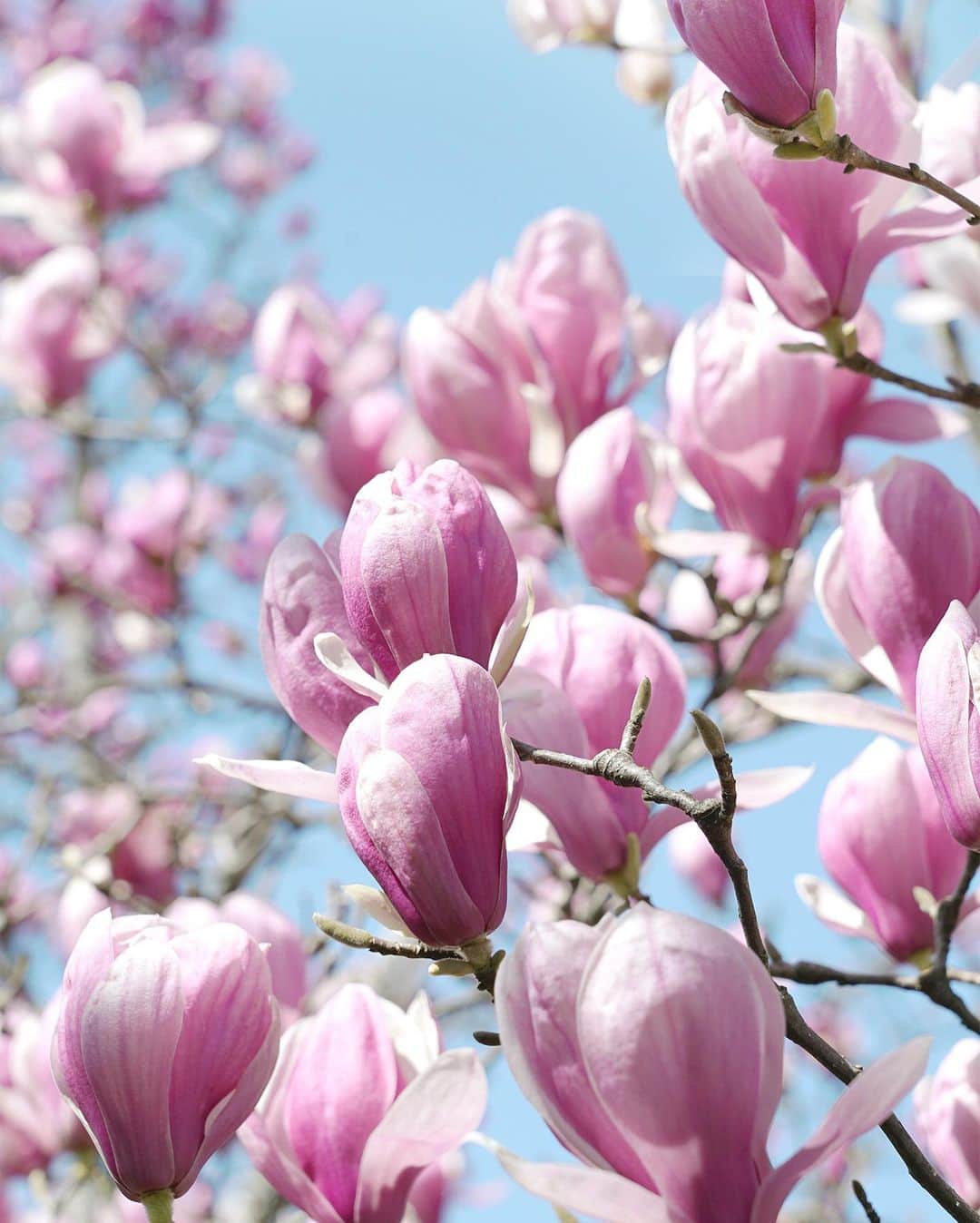 masayaさんのインスタグラム写真 - (masayaInstagram)「Magnolia モクレン Keio Floral Garden Ange Tokyo today  今日の調布 京王フローラルガーデン アンジェ」3月12日 18時45分 - moonlightice