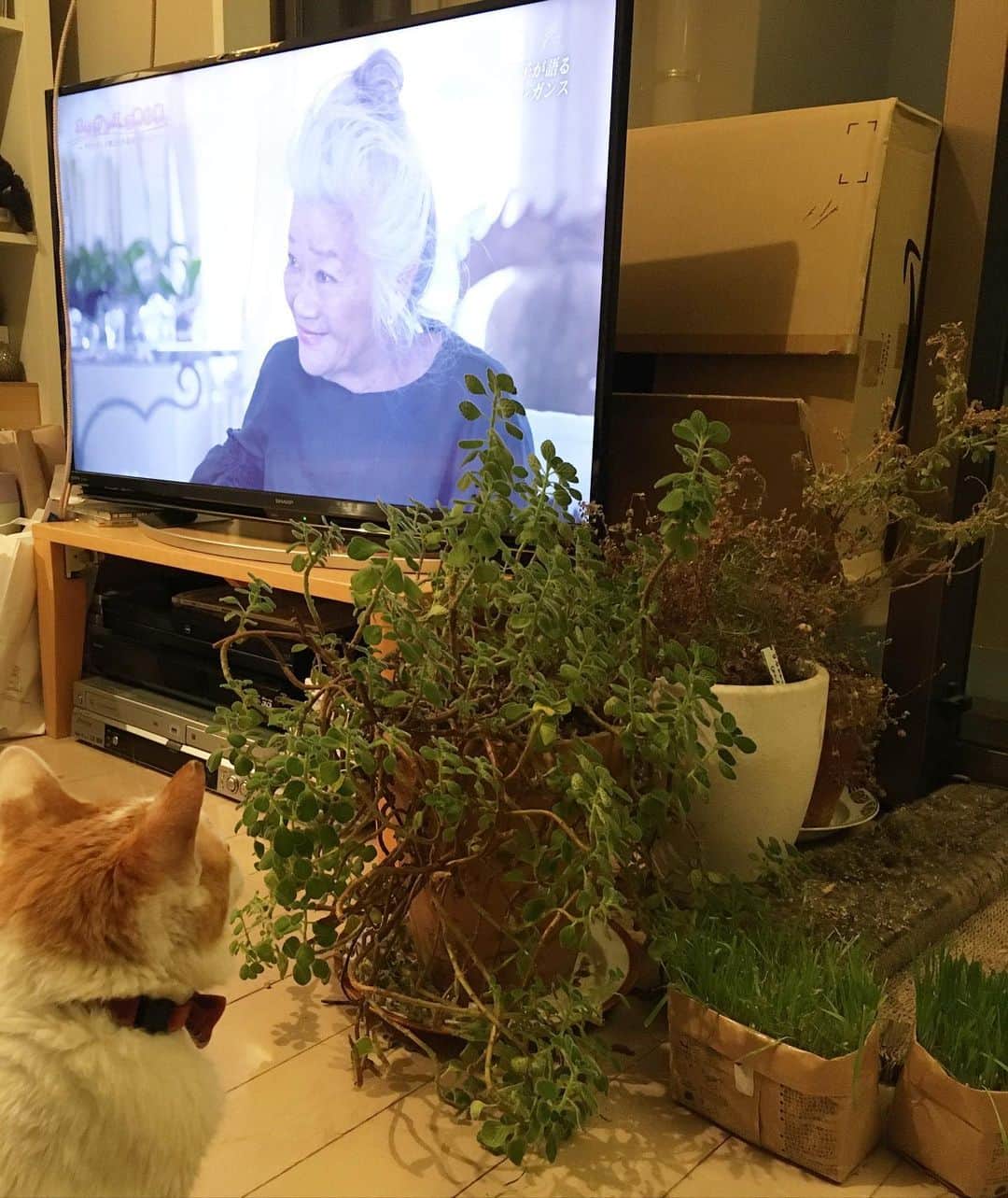 猫沢エミのインスタグラム