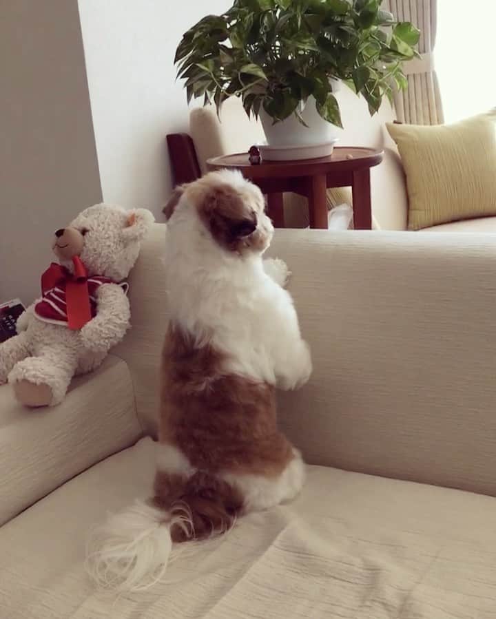 水嶋はちのインスタグラム：「Let's have a break! 🐿🐿 * * よっこらしょ🐶 ボクのひと休みスタイルはこちらです🐿 * *  #はち #HACHI #シーズー大好き部 #ちゃんと片手で抑えてる  #お座りショット  #横顔に自信あり  #鼻筋あたり」