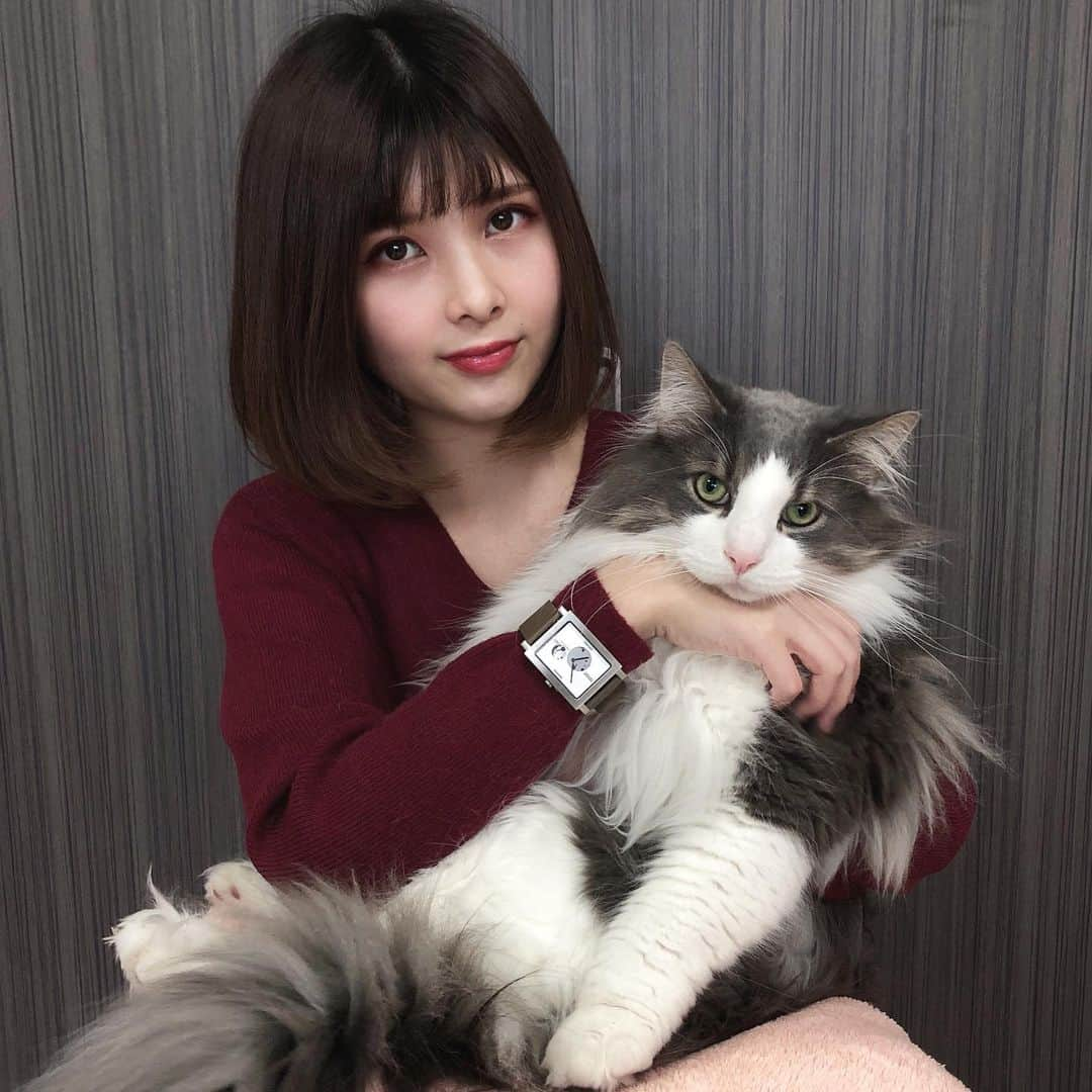 Sagiri Kitayamaさんのインスタグラム写真 - (Sagiri KitayamaInstagram)「甘えん坊キャスバルとすぎのお姉ちゃん😼❤🥰 個性的でスタイリッシュなデザインが素敵な @nomonday_jp の腕時計⌚✨ATAESシリーズ＆OpenHeartシリーズから、ひと回り大きなサイズが発売されました。大きなスクエア型の文字盤に太めのベルトが凄く印象的でカッコイイです😊ペアウォッチとして男性にもお使い頂けます。 他にも素敵な腕時計が沢山あるのでチェックしてみて下さいね🌟⇒ @nomonday_jp ( https://nomonday.jp ) ※写真はOpenHeart Silver ＆Glayです  クーポンご使用で 10%OFFになります🌟 10%offクーポンコード➡【 rerer333 】  #ノーマンデー #nomonday #腕時計  #時計 #手元倶楽部 #ホワイトデー #ホワイトデーギフト #イケニャン祭 #ノルウェージャンフォレストキャット #ノルウェージャン #norwegianforestcat #norwegian #ラグドール #ragdoll #ragdollcat #ねこ #ねこ部 #猫 #cat #cats #catlover #catstagram #catsofinstagram #instacat #kitty」3月12日 20時24分 - rererurerurela