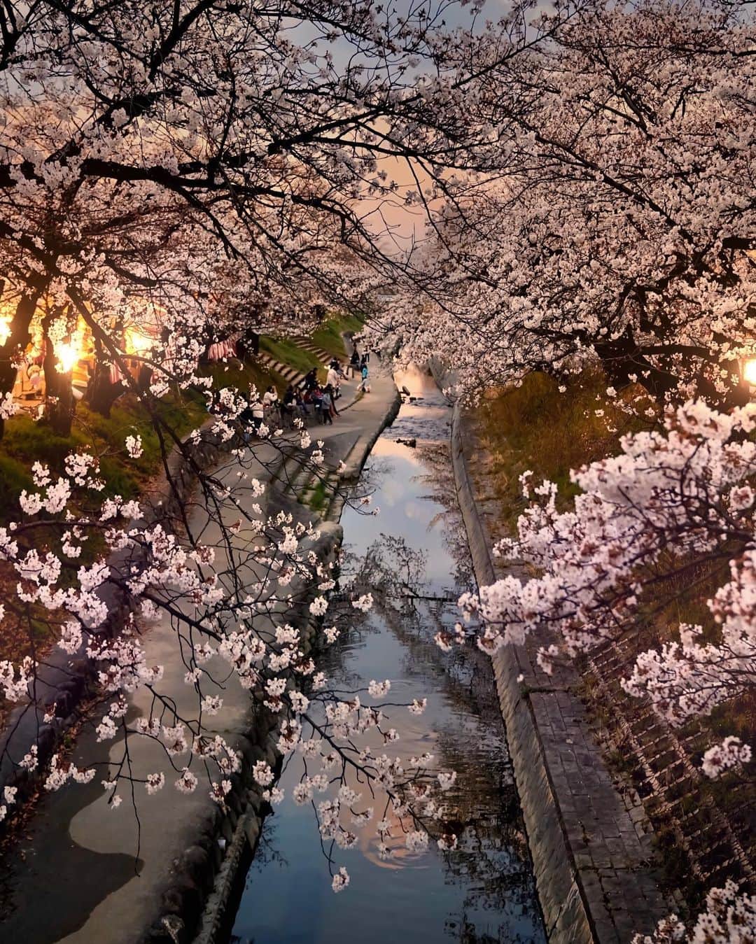 Koichiのインスタグラム：「| 夜桜 . . #BeautifulJapan . そろそろソメイヨシノが開花しそうですね。近所の桜並木を夜桜を眺めながら散歩するのが、毎年春の楽しみのひとつ。でも今年は、ぼんぼりの明かりも夜店も自粛になりました。残念だなぁ。。。（写真は去年のものです） .」