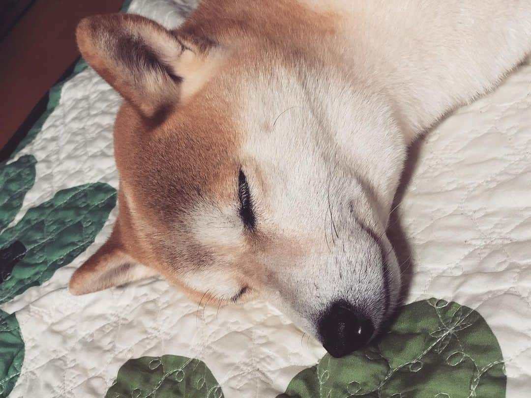 篠原信一さんのインスタグラム写真 - (篠原信一Instagram)「おやすみワン🐕🐶💤 #柴犬 #しばいぬ #ゴールデンレトリバー #小鉄とニコの大冒険  #shibainu #goldenretriever #いぬすたぐらむ #いぬのいる暮らし #犬との暮らし #おやすみ #💤」3月12日 21時00分 - kotetu__niko