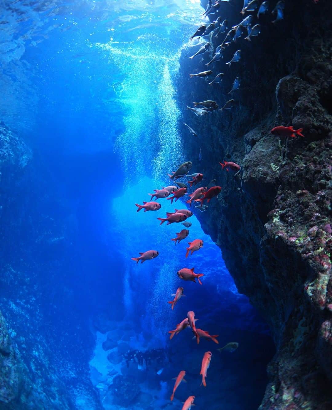 マリアナ政府観光局さんのインスタグラム写真 - (マリアナ政府観光局Instagram)「マリアナ屈指の人気ダイビングポイント #ロタホール で神秘的な青の世界を探検しよう。⁠ .⁠ 世界有数の透明度を誇るロタにある海中洞窟は、真夏になると一条の太陽光が上から差し込み、言葉にできないほど美しい景色を見せてくれます。⁠ .⁠ ダイビングは体験しかしたことがない😅と言う人は、ダイビングのライセンスとも言える”Cカード”をロタで取得してはいかが？⁠ 講習が終わるとすぐに、美しくも神秘的な青の世界に飛び込める嬉しい特典付きです😉⁠ .⁠ ©Sachi Murai/MVA ⁠ .⁠ 📷 @umisachi7⁠ .⁠ #ロタ #ダイビング #スキューバダイビング #海中洞窟 #水中写真 #サイパン #テニアン #北マリアナ諸島 #水中撮影 #ブルーチャージ #海のある生活 #体験ダイビング #ライセンス講習 #ファンダイビング #ロタブルー #マリアナブルー #rotahole #rotaisland #northernmarianaislands #saipan #tinian #underwater #divingtrip #blueocean #scubadiving #islandlife #diver #underwaterphotography #divermag⁠」3月12日 21時20分 - mymarianas_mva