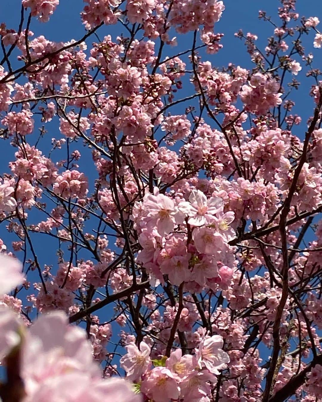 遠藤憲一さんのインスタグラム写真 - (遠藤憲一Instagram)「スタッフです。 事務所の近くの桜が咲きました🌸 鳥が喜んで蜜を吸っています。 ヒヨドリでしょーか😊 今年はお花見に行かないから、桜と出会うごとにちょっとずつ愛でるとしますかね🌸」3月12日 21時22分 - enken.enstower