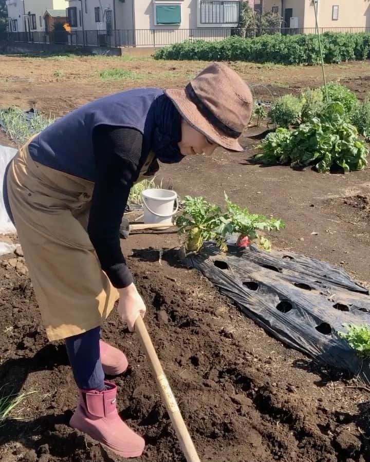 加藤紀子のインスタグラム：「何も起きない動画です。  土を耕す音、カラスの鳴き声、風のワサワサ、太陽の陽。  お外に出れなくてモヤモヤしてる方に少しでも感じてもらえたら！ （花粉こないから安心！） 大根二種、ビーツ、レタスを植えたと記す二枚目写真。  健やかを目指して。  #カトノリ農園  #畑からこんにちは #クワ振り甘い」