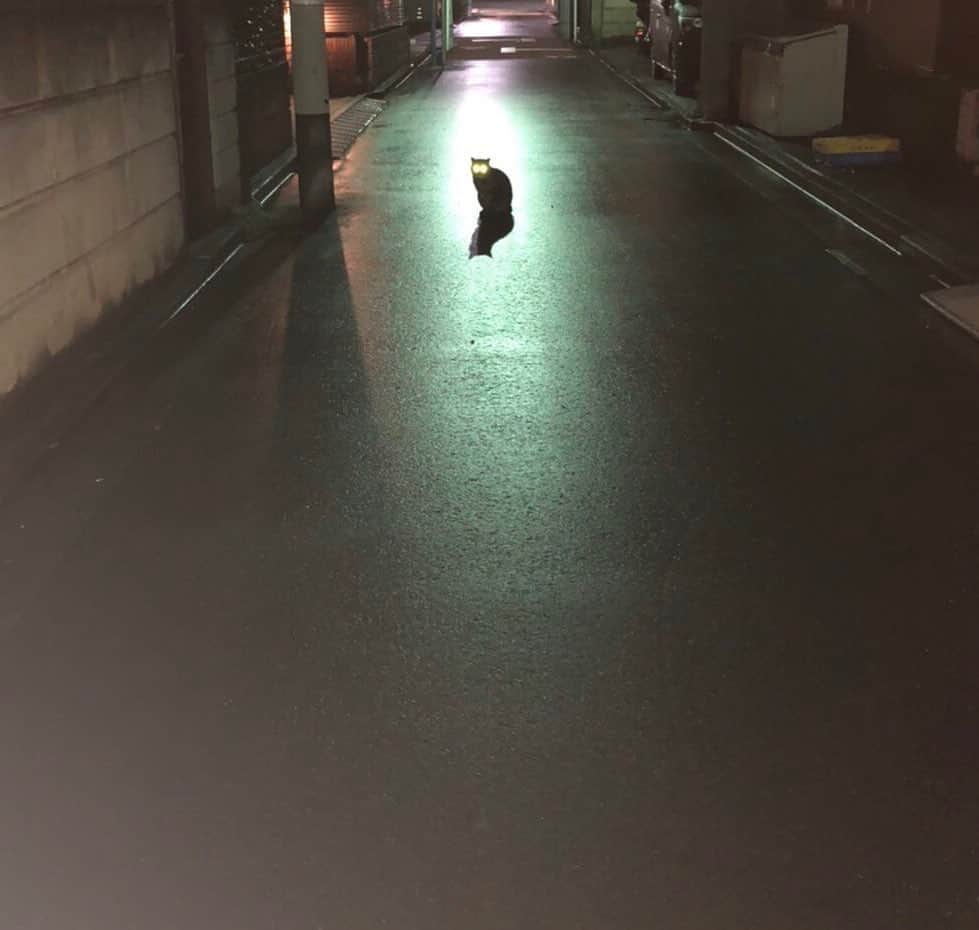 杏沙子さんのインスタグラム写真 - (杏沙子Instagram)「わたし、もしかして、 魔界に誘われている？ #猫　#ねこ　#cat」3月12日 22時56分 - asako.ssw