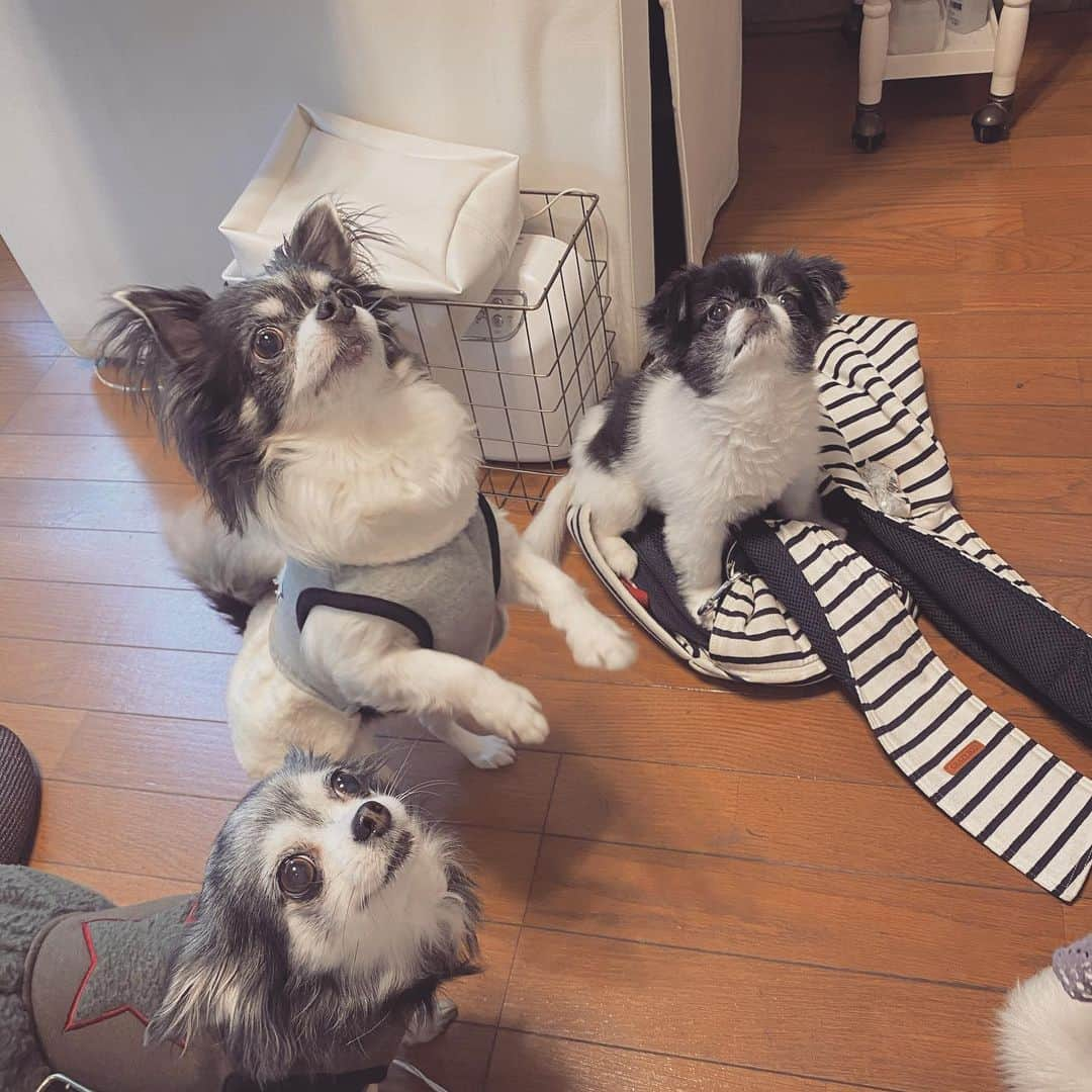 小澤名代さんのインスタグラム写真 - (小澤名代Instagram)「ブレクロのお友達ができました🐶🐶🐶 はじめましてのちゃんこ @ri_chanko  みんな8歳のお嬢様♡  ママ @risakoko がエステとネイルしてるから3匹で待ってたよ☺︎ あー可愛くて癒やされる✨ 毎日連れてきてほしい。笑  #blair #blairsalon #dogstagram #doglover #doglife #dogoftheday #Chihuahua#friend #lovedog #nail #privatesalon #dogok #エステ#ブレアサロン#チワワ#犬友#8歳女の子 #みんな自由#気が強い#犬のいる暮らし #ブレアサロン#麻布十番#プライベートサロン」3月12日 23時47分 - ozawanayo