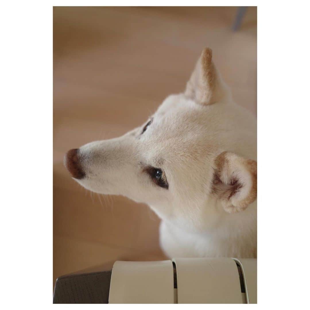 高垣麗子さんのインスタグラム写真 - (高垣麗子Instagram)「・ ・ ・ 今朝のさくら 上からパンが落ちてこないか 相変わらず期待しています... 13歳だけど 食欲旺盛元気です‼︎☺️ 元気が1番‼︎✨✨ ・ ・ #shibainu  #dog #sakura #柴犬 #ぽてこも元気だよ #🐕」3月13日 9時41分 - reikotakagaki