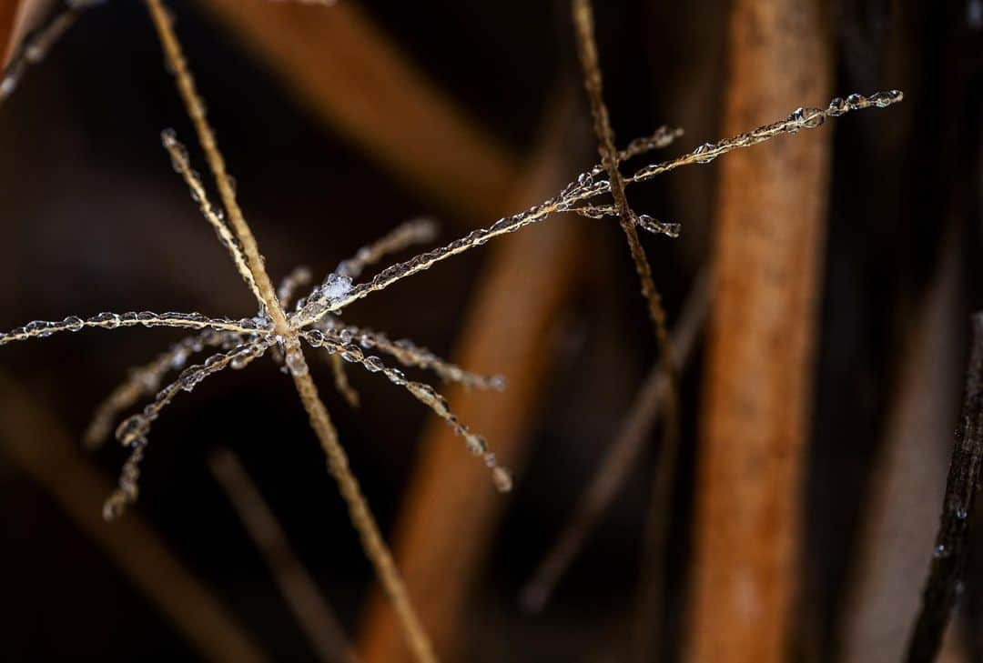 アンジー・ペインさんのインスタグラム写真 - (アンジー・ペインInstagram)「Finding the delicate in the rugged / As a climber and now a photographer, my relationship with nature has always been defined by that idea. For many years, my interactions with the outdoors revolved around unlocking subtle body positions while exerting maximum physical effort on boulders. Nowadays, most of my time in nature is spent searching for the microscopic beauty that is often born from inclement, unforgiving weather conditions. At the heart of both scenarios is a desire to find delicate subtleties in the midst of a seemingly harsh situation. • I spent some time recently searching for tiny beauty in the winter weather around home while working on a project for @jaybirdsport. In true Colorado fashion, I was greeted by every type of weather possible – freezing rain, soppy snow, dry snow, bitter cold and unseasonable warmth. Here is a carousel of some of the beautiful small scenes I found along the way. Tune into my story today to see more photos and the video from the mission. • #jaybirdvista #earthproof #macro #macrophotography • • •」3月13日 2時47分 - angelajpayne