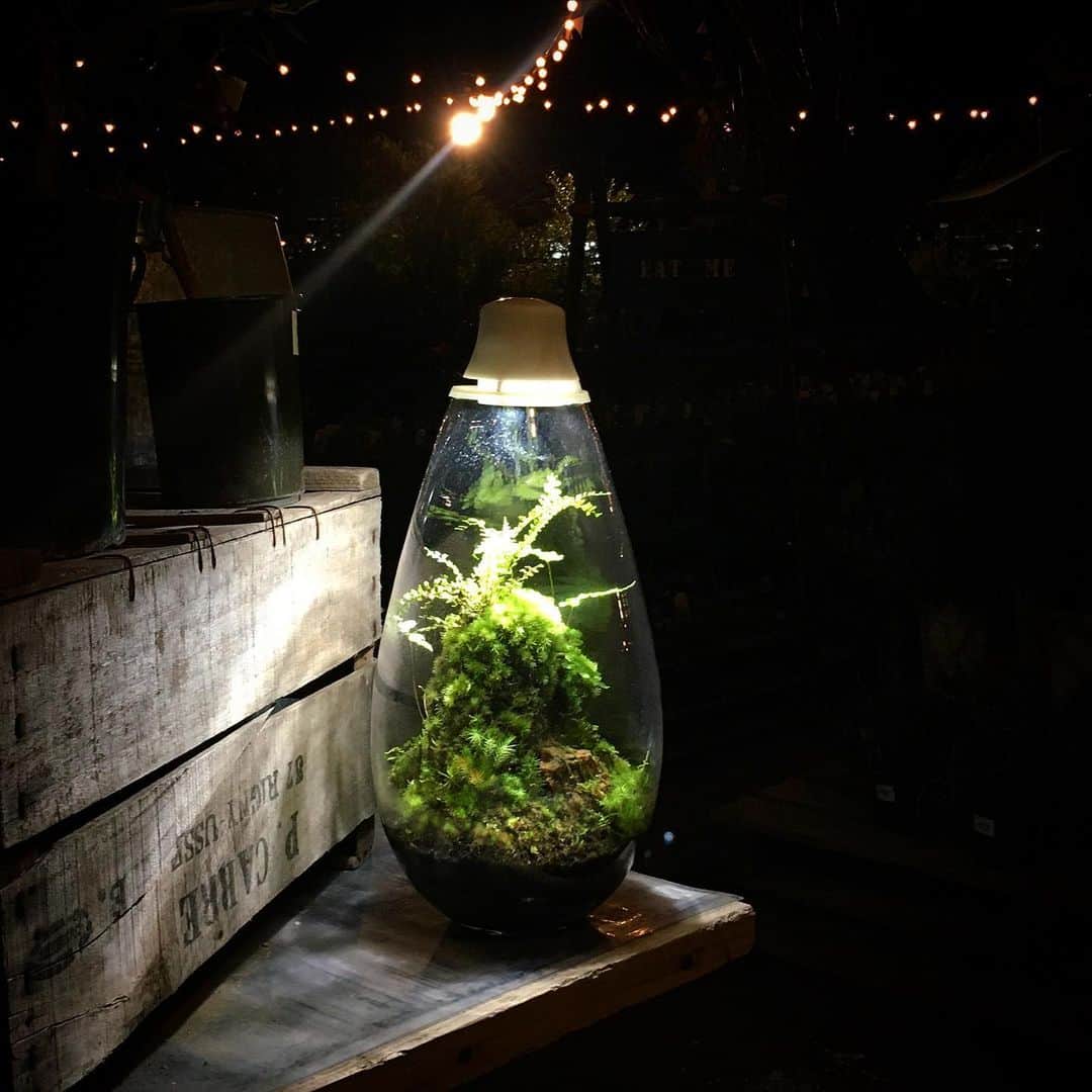 Mosslight-LEDのインスタグラム