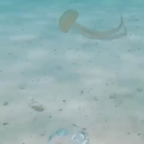 BeStylishのインスタグラム：「Jellyfish getting caught in an O bubble 😮⠀ Credit: @alexboisset⠀ _⠀ Follow us for more posts🎨✌⠀ @bestylish @bestylish _⠀ ⠀ #art #illustration #drawing #draw #socialenvy #picture #artist #sketch #sketchbook #paper #pen #pencil #artsy #instaart #beautiful #instagood #gallery #masterpiece #creative #photooftheday #instaartist #graphic #graphics #artoftheday #beautiful #abstracto #stayabstract #instaabstract」