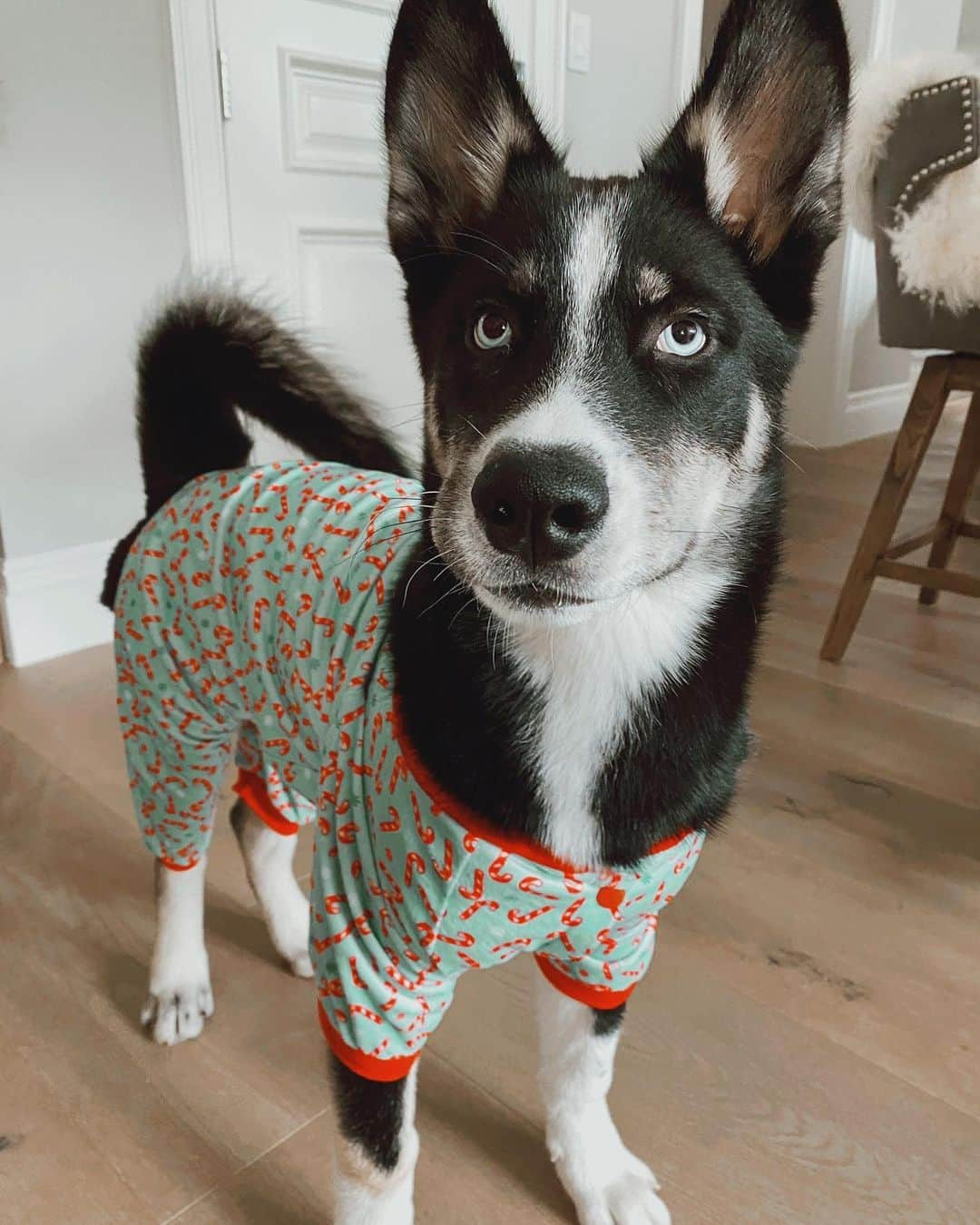 ジョーイ・グレーセッファさんのインスタグラム写真 - (ジョーイ・グレーセッファInstagram)「already missing this handsome man, but so happy @shadowwthehusky officially made it to his forever home where he’ll have the happiest life possible ❤️ link in bio for the full video」3月13日 7時00分 - joeygraceffa