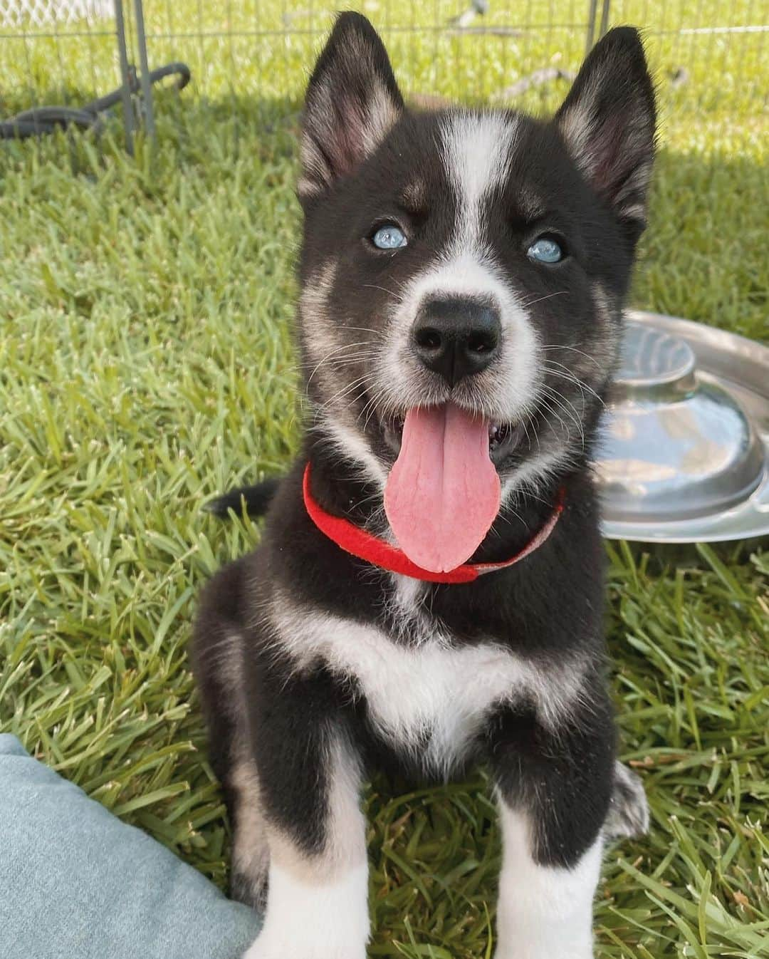 ジョーイ・グレーセッファさんのインスタグラム写真 - (ジョーイ・グレーセッファInstagram)「already missing this handsome man, but so happy @shadowwthehusky officially made it to his forever home where he’ll have the happiest life possible ❤️ link in bio for the full video」3月13日 7時00分 - joeygraceffa