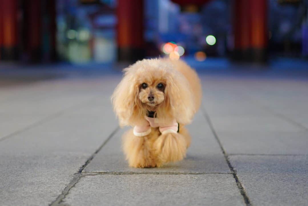 Toypoodle Mikuru?Asakusa Tokyoのインスタグラム：「20200313 Friday Good morning! Friends 💕 . 今朝も暗い中のあさんぽです。 早く明るくなると良いね😊 明日は土曜日だからいつもの肉活時間にお散歩できるからねッ😆 . それにしても みくるのマズルがデカくなってきた😰 早くトリミングしてもらいたいね😣 . #浅草寺 #スライドワーク #お散歩時間も早くなる」