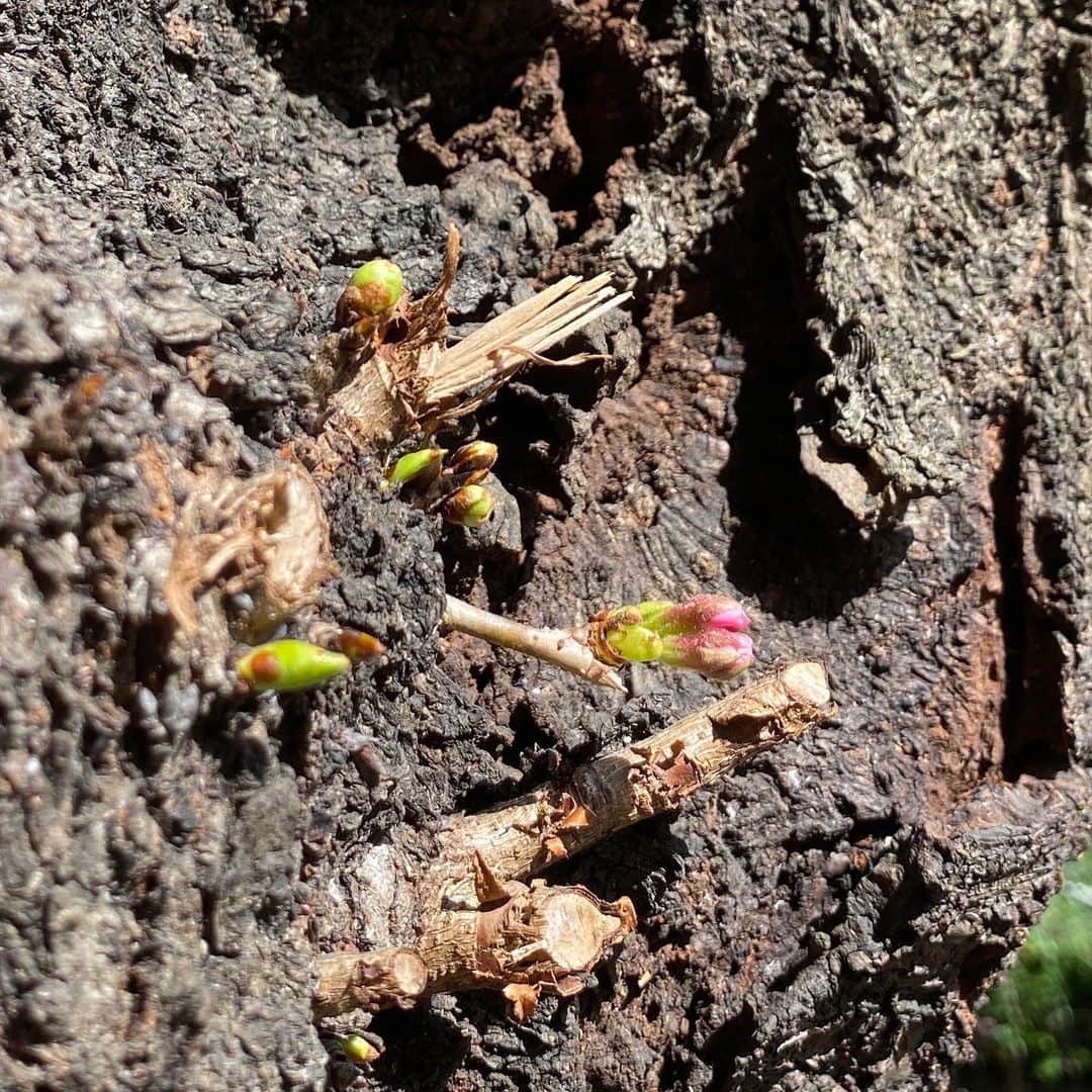 水木一郎さんのインスタグラム写真 - (水木一郎Instagram)「沈丁花のほのかに甘い香りが今日の暖かさとともに春を感じさせてくれています。桜の木からちょこんと出てる小さな蕾も昼には膨らんで可愛く咲いてくれるでしょうね🌸 #沈丁花の香り  #桜の可愛い蕾 #春の足音が聞こえます  #水木一郎」3月13日 7時34分 - ichiromizuki