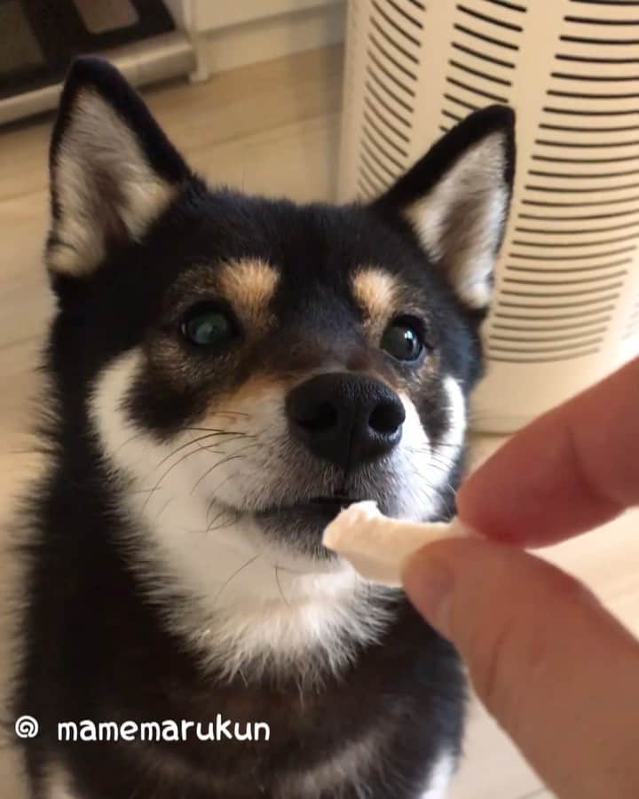 まめ丸のインスタグラム：「* * おべんとう🍙のおこぼれの ササミ🐓まち🐶💓 * #おとなしくおすわりしてまつよ #だから朝はよいこ #朝恒例の光景 * #柴犬#豆柴#柴#黒柴#犬#しばいぬ#ふわもこ部#shiba#shibainu#shibastagram#shibadog#puppylove#puppy#instadog#dogstagram#dog#pet#petstagram#adorable#cute#cutedog#worldofcutepets#dailyfluff#weeklyfluff」