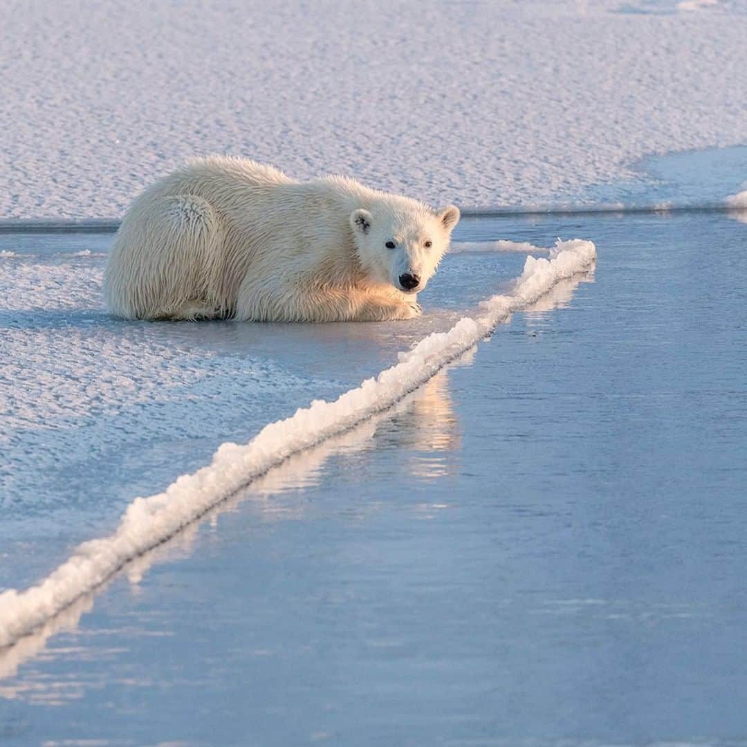 National Geographic Travelさんのインスタグラム写真 - (National Geographic TravelInstagram)「Photo by @daisygilardini | By April the pack ice in the frozen fjords of Svalbard, Norway, is slowly opening up. This young bear is scouting the ice edge looking for seals.  Of the eight bear species, polar bears are the only bears that are truly carnivorous. They are at the top of the Arctic food chain, and seals represent 90 percent of their diet. As apex predators, polar bears are exposed to high levels of pollutants, which accumulate in the food chain. Therefore, they’re a good indicator of the health of the entire Arctic ecosystem.  Follow me @daisygilardini for more images and behind-the-scenes stories. #polarbear #arctic #packice #Svalbard #climatechange」3月13日 9時04分 - natgeotravel