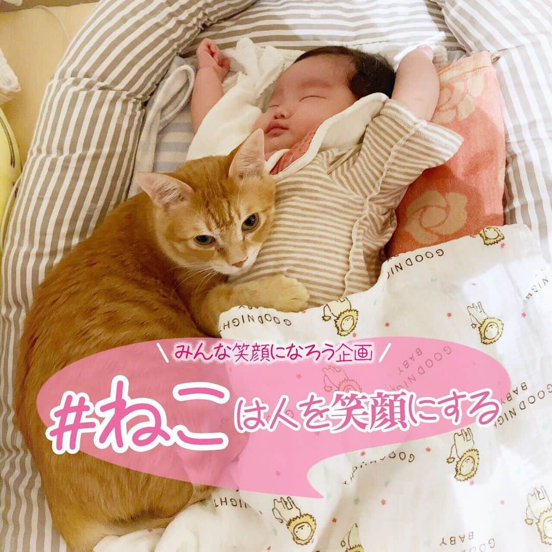 ねこさんのインスタグラム写真 - (ねこInstagram)「ふぅ…不安な毎日が続きますね…💨 皆さん、毎日笑ってますか？😄✨周りにいる家族、恋人、お友達、職場の仲間、たくさんの大切な人たち、そして大切なペット😸🐶🦜その人たちを大切にできていますか？笑顔で接してますか？🌷🌸💕 皆さんが暗い気持ちにならないよう、弱気にならないよう、私たちに何か出来ることはないかなー？🙋🏻‍♀️と考えまして、ささやかではありますが、「みんな笑顔になろう企画」を実施します😄✨ #ねこは人を笑顔にする ↑こちらのハッシュタグをつけて、多くの方々が笑顔になれそうなねこ写真をご投稿ください❣️❣️👏🏻 こちらのハッシュタグから探し出したねこちゃんの写真を私たちがリポストして皆さまにお届けします😉🙏🏻✨ こんな時だからこそ、力を合わせて、明るい気持ちで過ごせたらいいな💕皆さま、ぜひぜひ投稿お願いします🌈🌸 #neko_magazine #NEKONOBA #ねこマガジン #ネコノバ #ねこ #猫 #cat #catstagram #cat #ねこは人を笑顔にする」3月13日 11時12分 - neko_magazine