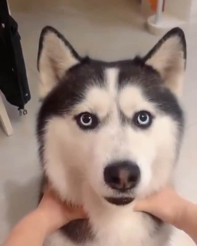 husky and malamuteのインスタグラム：「😂😂😂🤣🤣」