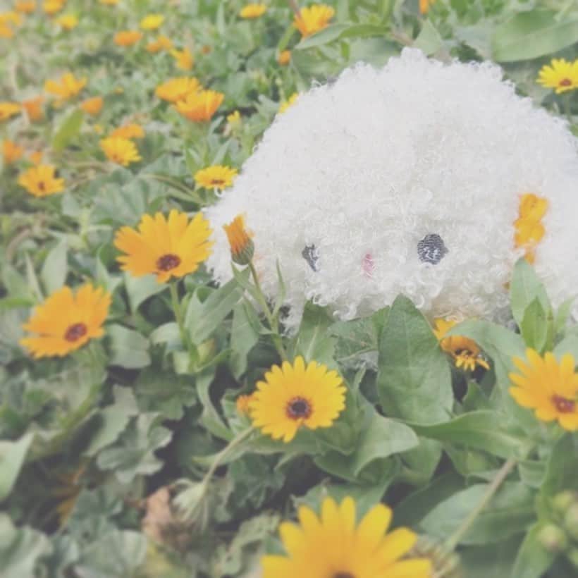 のインスタグラム：「. もう春みゅん‥？いっしょにお出かけしたいみゅん‥♪ #サンリオ #キャラクター #小麦粉の妖精 #こぎみゅん #sanrio #character #cogimyun」