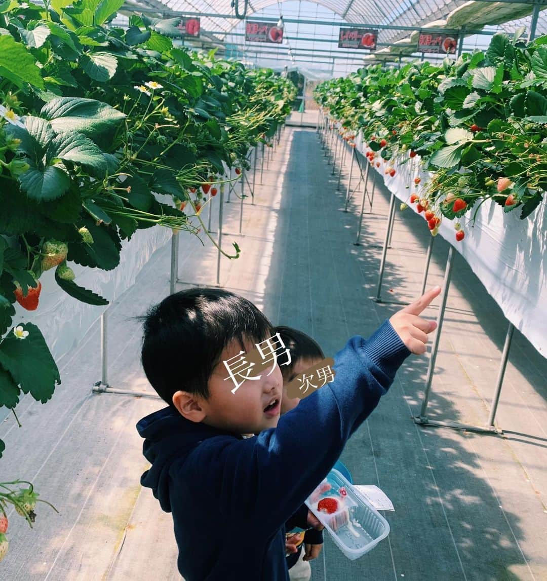 小池真友さんのインスタグラム写真 - (小池真友Instagram)「子供達とじいじ👨🏻‍🦳といちご狩り🍓 コロナの影響で人がほとんどいなくて貸し切り状態でした🙏 最近家と公園を行き来してたからマンネリだった子供達も苺に大興奮だった🤣 次男は苺が本当に大好きで一パック余裕で超えるくらい一人で食べてたww . ちなみに長男は苺嫌いで😂😂 幼稚園が急遽休園になったので長男も一緒に連れて行きましたww 苺見るのは楽しかったみたい😂 私の食べる苺を全部取ってくれてた😂ありがとう😂笑 . . #いちご狩り」3月13日 11時19分 - koikemayu_