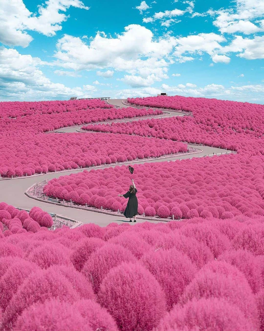 Valiant Language Schoolさんのインスタグラム写真 - (Valiant Language SchoolInstagram)「・ 📷: @number_shiiix ・ . 📍: Hitachi Seaside Park, Ibaraki Prefecture | 茨城県ひたち海浜公園 ・ Use #valiantjapanese for feature 📸 .」3月13日 11時42分 - valiantjapanese