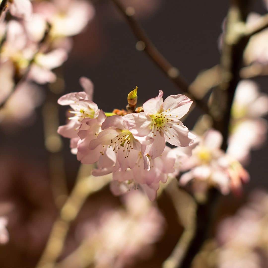 The Westin Osaka （ウェスティンホテル大阪）さんのインスタグラム写真 - (The Westin Osaka （ウェスティンホテル大阪）Instagram)「日本料理「はなの」では、 ちょうど桜の見頃となる 3 月27 日（金）・28 日（土）に、桜を盛り込んだ会席料理と日本酒をご用意致します。春ならではの酒菜からスタートし、和牛の桜葉塩釜焼き、桜鯛の子のパン粉揚げ、〆には桜鯛のお寿司など、旬と桜を織り交ぜました。 . . —————————————————⠀ #はなの #日本料理 #会席 #桜 #花見 #桜鯛 #桜肉  #夜桜 #夜桜会席⠀ ————————————————— Tag@westnosaka to share your image with us. ⠀⠀ #WestnOsaka  #ウェスティンホテル大阪」3月13日 12時17分 - westinosaka