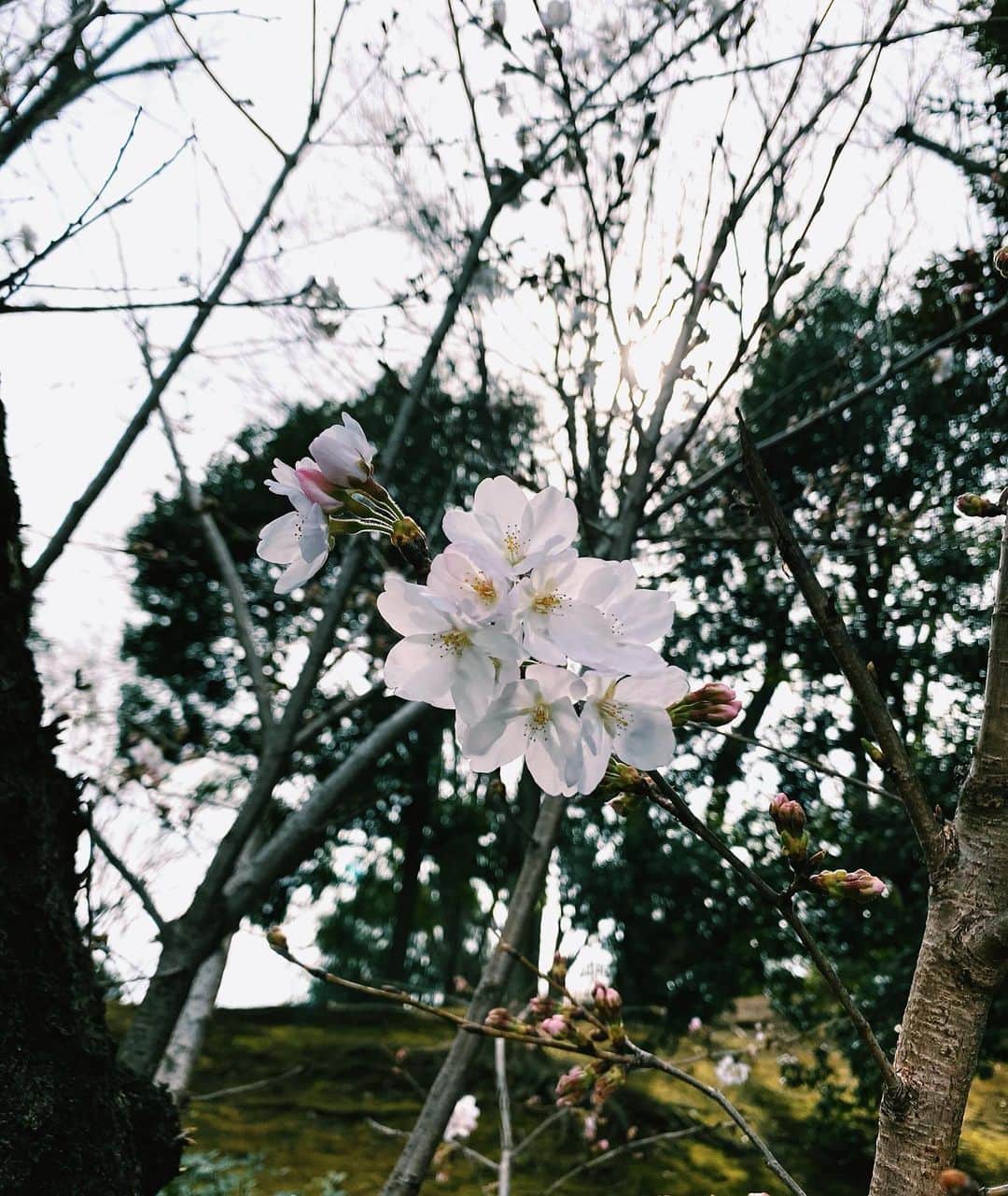 野本かりあのインスタグラム：「桜の木が並んでいる道を通ったら、1本だけ沢山咲いていたよ🌸」