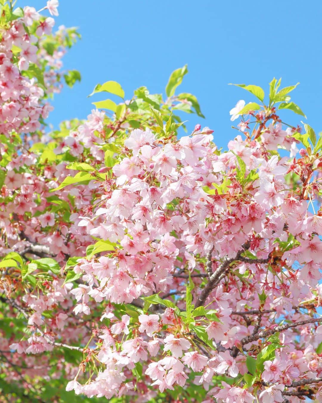 中島絢乃さんのインスタグラム写真 - (中島絢乃Instagram)「🌸🌸🌸﻿ ﻿ ﻿ もうすぐ開花宣言するかな？😳💭📣﻿ どうかな？😳💭🌸﻿ ﻿ ﻿ ﻿ ﻿ 毎年観に行っている﻿ (ピクニックじゃなくて、﻿ もはやここ数年ただお昼寝しに行っている←)﻿ #西郷山公園 の桜を観に行ったんだけど…﻿ もうほぼ葉桜になっていました🤣🌸🌸🌿﻿ ﻿ ﻿ ﻿ ﻿ ﻿ ﻿ せっかくなので、 久々にディズニー以外のコーデを💭﻿ ﻿ 👗：#rosarymoon (@rosary.moon)﻿ 👜：#elura (@elura_official ) ﻿ ﻿ 展示会でオーダーしていた﻿ ロザリーの新作です💫💭🌸﻿ もちろん上着羽織っていました🤘🏻﻿ ﻿ 絶妙な大人ピンクでお気に入り！🌸💘﻿ ﻿ ❤︎❤︎❤︎❤︎❤︎❤︎❤︎❤︎❤︎❤︎❤︎❤︎❤︎❤︎❤︎❤︎❤︎❤︎❤︎﻿ #daikanyama#cherryblossom#156cm」3月13日 14時45分 - nakajima_ayano