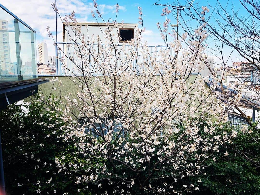 福田ゆみさんのインスタグラム写真 - (福田ゆみInstagram)「いいお天気ー。 桜。春だな。 空を見上げたら気分が上がる。 　#福田ユミ  #春　 #桜  #お花見したいな」3月13日 15時15分 - yumifukuda0511