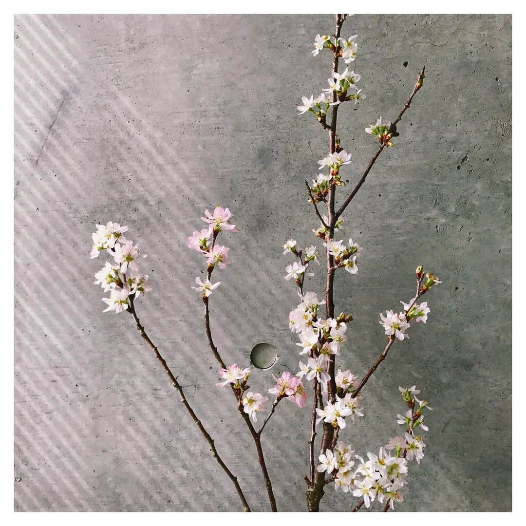 金城茉奈のインスタグラム：「我が家に桜がやってきた🌸#桜#cherryblossom」