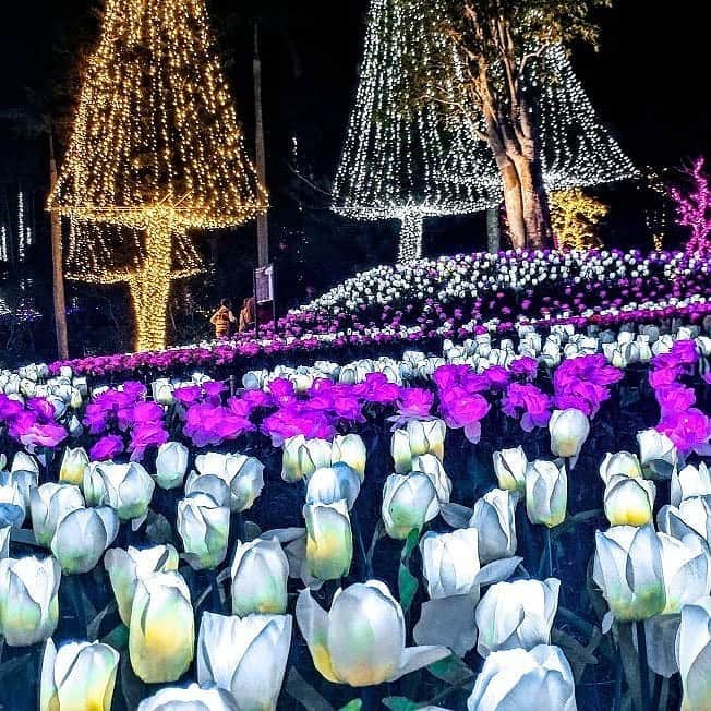 Be.okinawaさんのインスタグラム写真 - (Be.okinawaInstagram)「The Southeast Botanical Gardens, containing approximately 1,300 species of plants, is currently hosting a limited-time Light-up Walk event until April 5th. Come and see the vivid, dreamy sight of flowers splashed with colored lights. 📷:@cariecat1920  #southeastbotanicalgardens #okinawacity #東南植物樂園 #沖繩市 #동남식물낙원 #오키나와시 #イルミネーション #植物園 #illuminations #beautifullights #beokinawa #visitokinawa」3月13日 16時02分 - visitokinawajapan