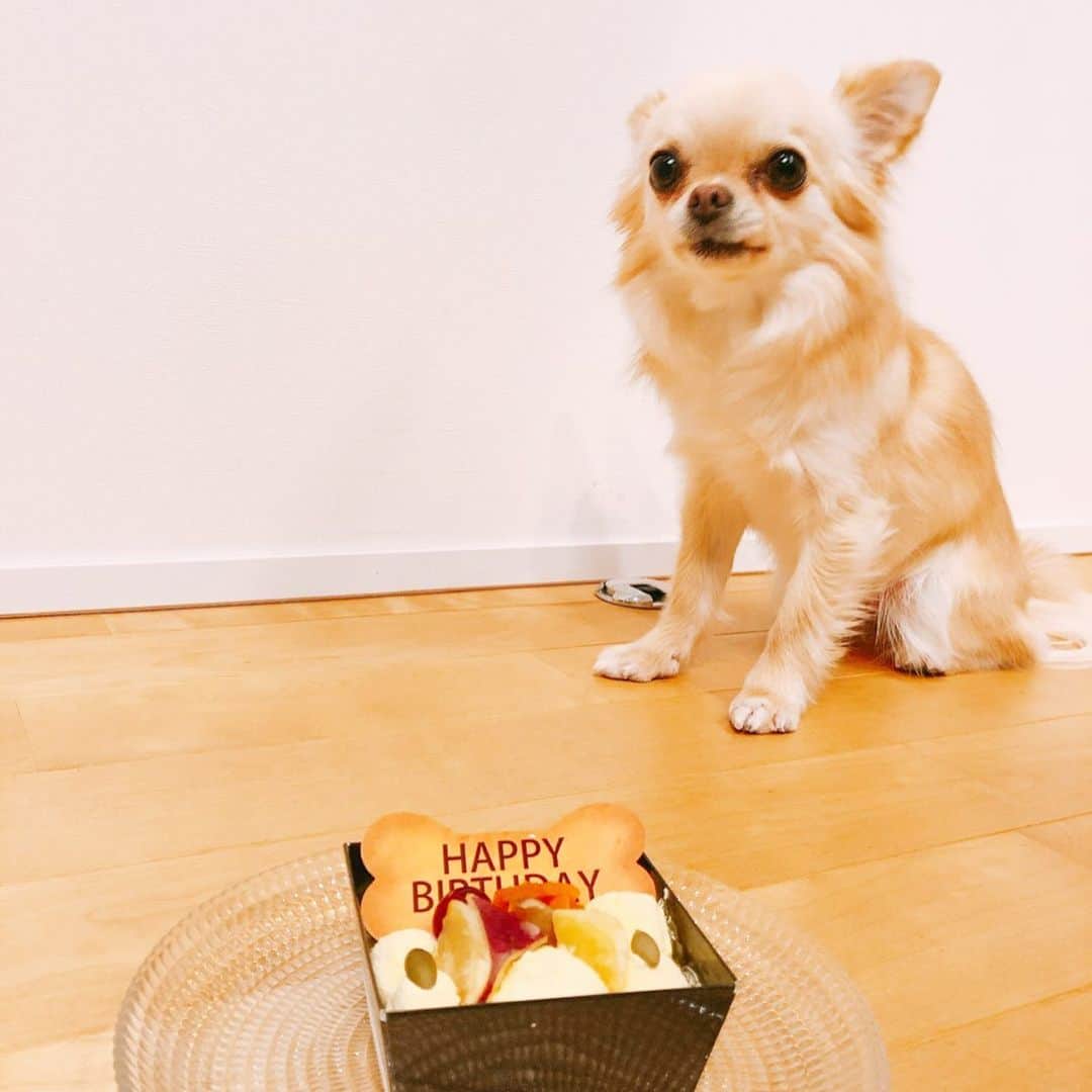 五十嵐圭さんのインスタグラム写真 - (五十嵐圭Instagram)「ナナ誕生日。 #3月12日 #5歳 #誕生日ケーキ #プレゼントは #ブタのおもちゃ」3月13日 17時08分 - keiigarashi_official