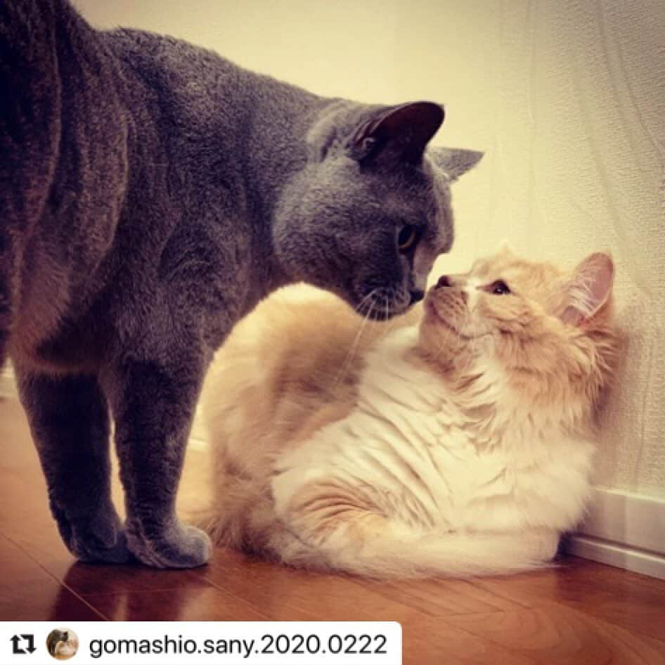 ねこさんのインスタグラム写真 - (ねこInstagram)「【#ねこは人を笑顔にする 】❣️ ごましおちゃん＆サニーちゃんの奇跡の鼻ちゅーショット💕ありがとうございます、ありがとうございます😊🙏🏻✨なんだかあたたかい気持ちになれるなぁ〜☺️☺️🌸 @gomashio.sany.2020.0222 さん、本当にありがとうー😉🙌🏻✨ #Repost @gomashio.sany.2020.0222 with @make_repost ・・・ 奇跡の1枚✨  #猫の日 #ねこの日 #ねこのきもち  #にゃんすたぐらむ #猫好きさんと繋がりたい #ねこすきさんと繋がりたい #猫 #ごましお #サニー #ブリティッシュショートヘアー #スコティッシュフォールド #マンチカン #ねこのいる生活 #ねこは人を笑顔にする #peppyフォト部  #ペコねこ部 #ねこちゃんホンポ  #cats #catstagram  #鼻ちゅー」3月13日 17時11分 - neko_magazine