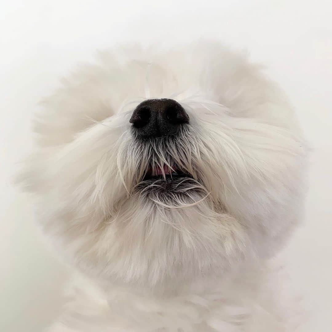 セロリのインスタグラム：「【Vivaモフ期】 お待たせしました。 モフ期、到来です。 #maltese #マルチーズ #malteseofinstagram #maltese101 #malteser #malteseofficial #maltesedog #dog #instadog #dogstagram #dogoftheday #doglovers #instapet #adorable #ilovemydog  #ペット #わんこ #ふわもこ部 #犬のいる暮らし #いぬら部  #いぬすたぐらむ」
