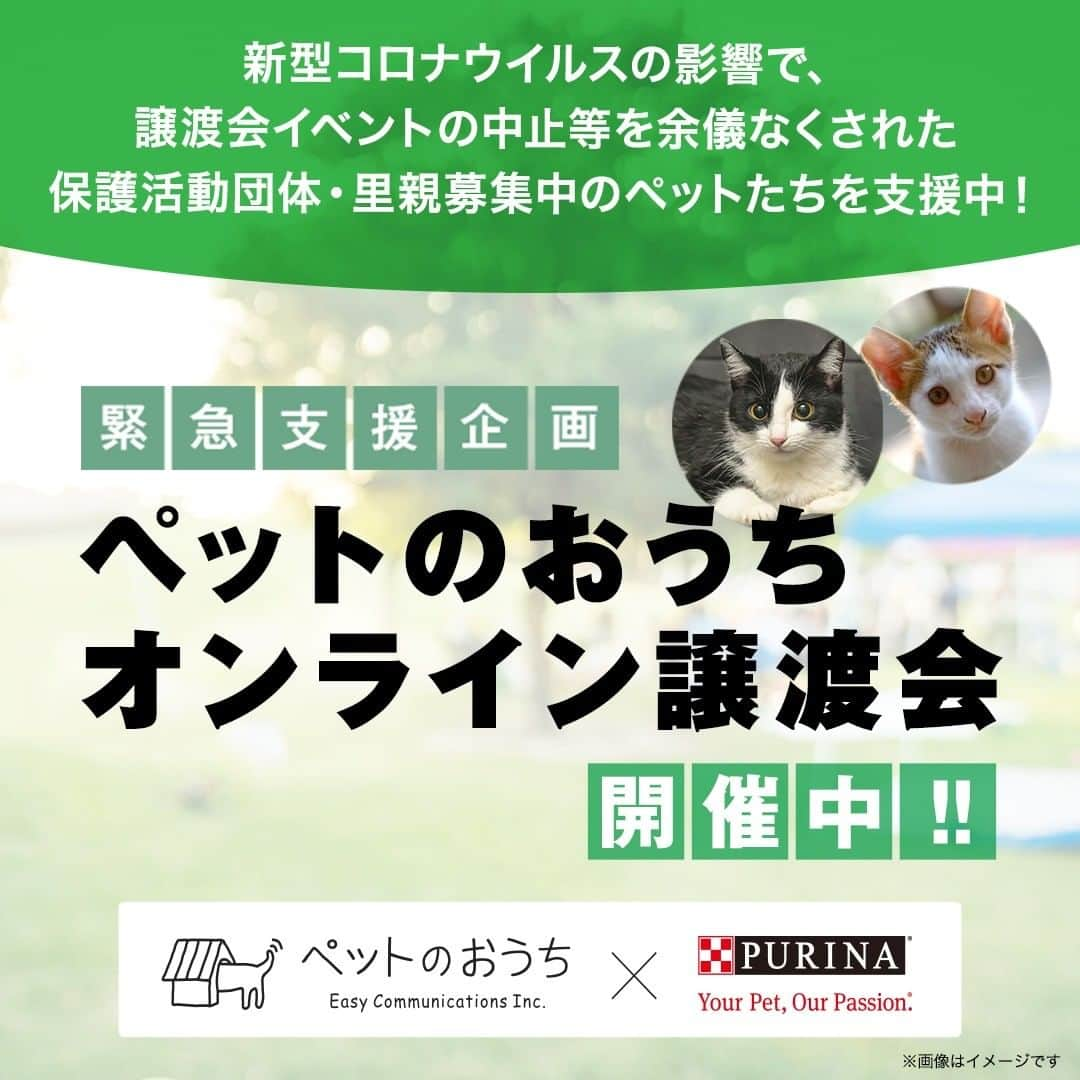 Purina Mon Petit Japanさんのインスタグラム写真 - (Purina Mon Petit JapanInstagram)「＼ピュリナからのお知らせ　緊急支援企画／ 新型コロナウイルスの影響で譲渡会イベントの中止等が相次ぐなか、ペットのおうち（@pet.home)さんのご協力のもと、オンライン譲渡会会場を開設しました！ 参加予定だった譲渡会が中止等になってしまった保護活動団体・里親募集中ペットたちが参加中です！ 入り口は @neconobus_purina_jp のリンクにあります！ぜひご覧ください。  #猫　#ねこ　#保護猫　#譲渡会　#イベント #里親募集　#にゃんすたぐらむ #ネコスタグラム　#ピュリナ　#ペットのおうち #オンライン譲渡会 #新型コロナウイルス #中止」3月13日 18時02分 - monpetit_jp