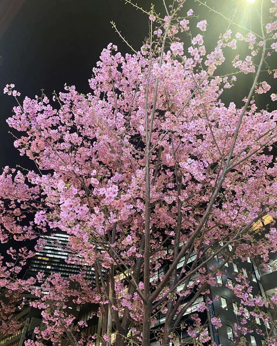 今野杏南さんのインスタグラム写真 - (今野杏南Instagram)「* 🌸 #桜」3月13日 18時10分 - anna_konno0615