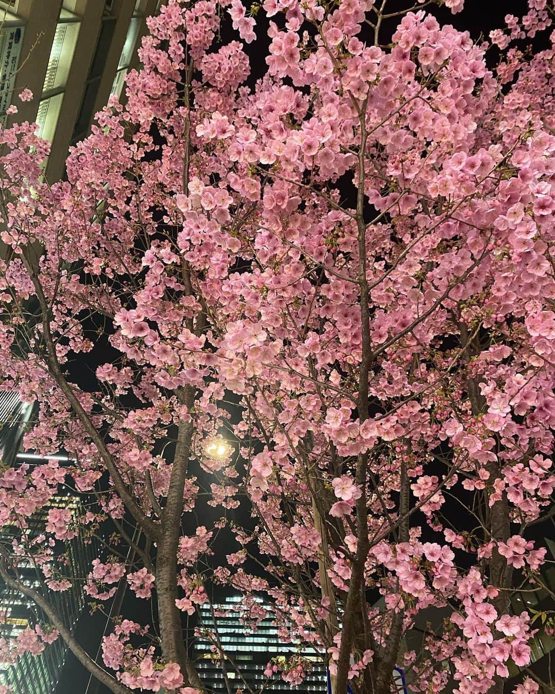 今野杏南さんのインスタグラム写真 - (今野杏南Instagram)「* 🌸 #桜」3月13日 18時10分 - anna_konno0615