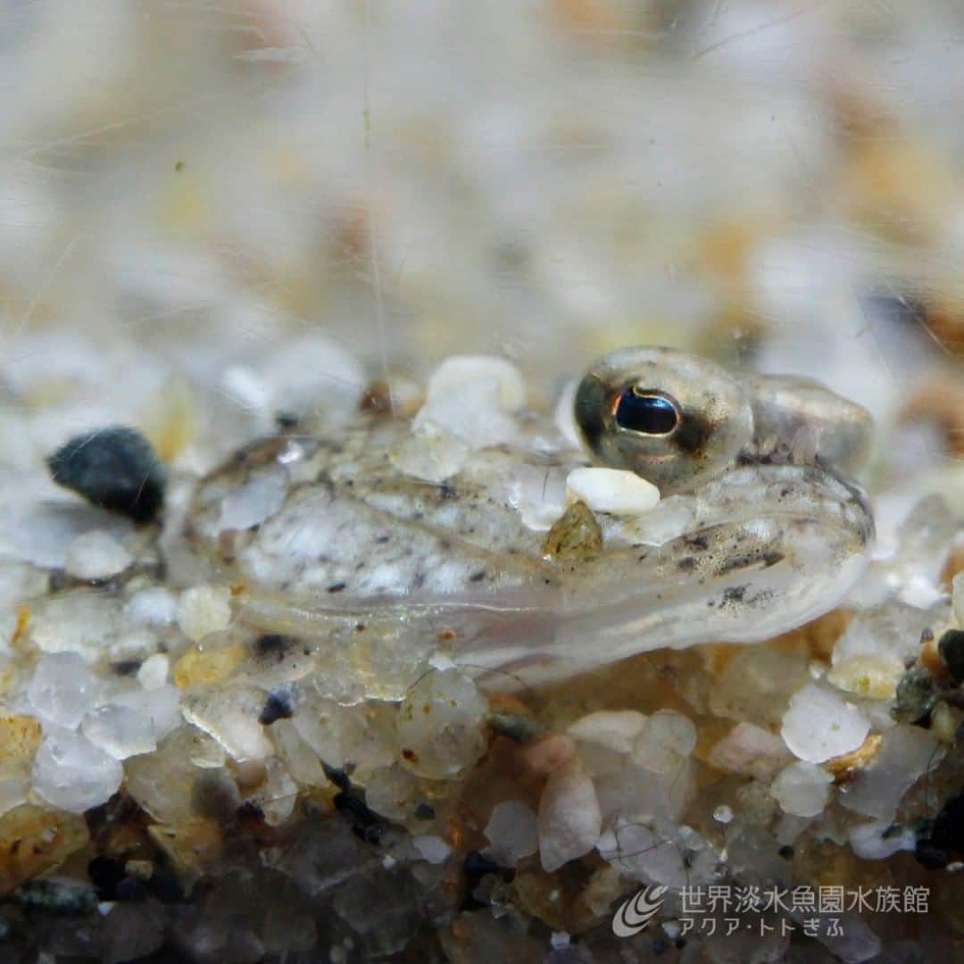 世界淡水魚園水族館 アクア・トト ぎふのインスタグラム：「これはいったい何でしょう？  砂と同じような色で身を隠す、イシガレイの幼魚です。 頭部を拡大して撮りましたが、水槽の中ではなかなか見つけるのが難しいですよ。 すぐに大きくなるので期間限定の小さなイシガレイ、探してみてくださいね。  #アクアトト#アクアトト岐阜#アクアトトぎふ#水族館#aquarium#Platichthysbicoloratus」